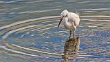 Snowy Egret Stalking_49868